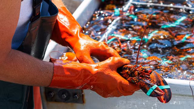 Tom hum Maine My thiet dai vo chong Tong thong Phap co gi dac biet?-Hinh-9