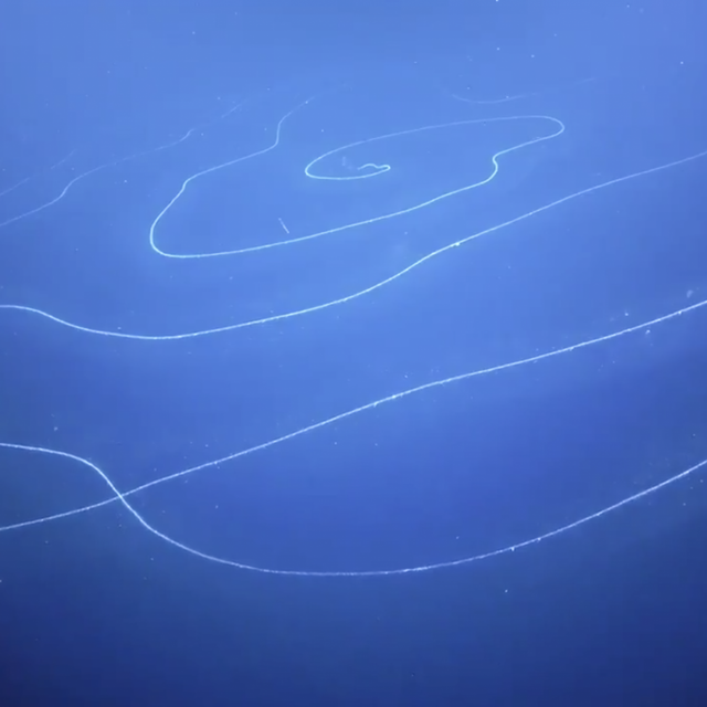 Sinh vat dai nhat tren Trai dat co hinh dang doc la-Hinh-2