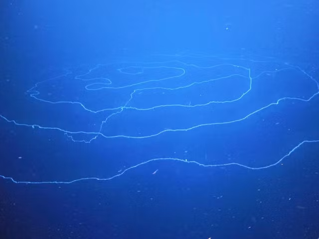 Sinh vat dai nhat tren Trai dat co hinh dang doc la