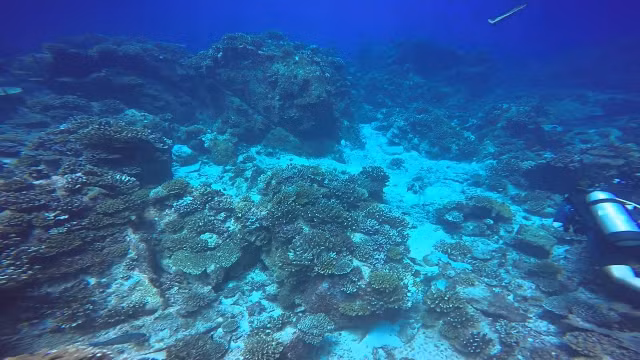 Sinh vat dai nhat tren Trai dat co hinh dang doc la-Hinh-6