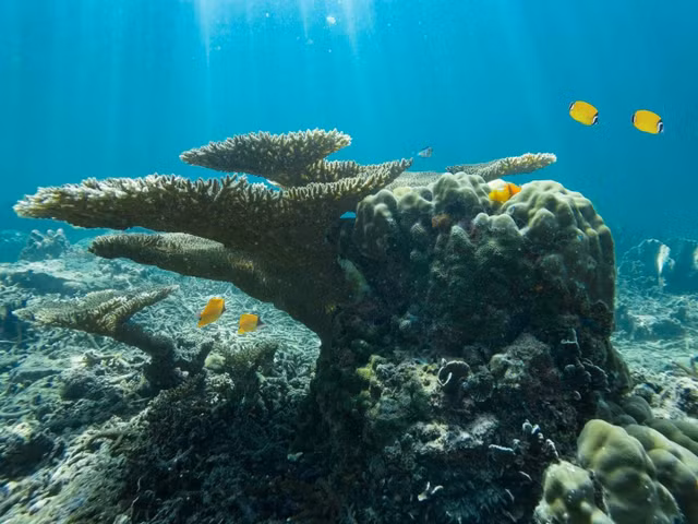 Sinh vat dai nhat tren Trai dat co hinh dang doc la-Hinh-9