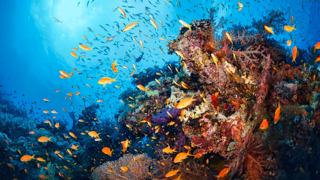 Sinh vat dai nhat tren Trai dat co hinh dang doc la-Hinh-10