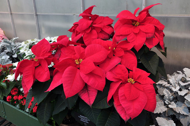 Neu khong muon chet som thi cho dai trong 4 loai hoa dep nay trong nha-Hinh-5