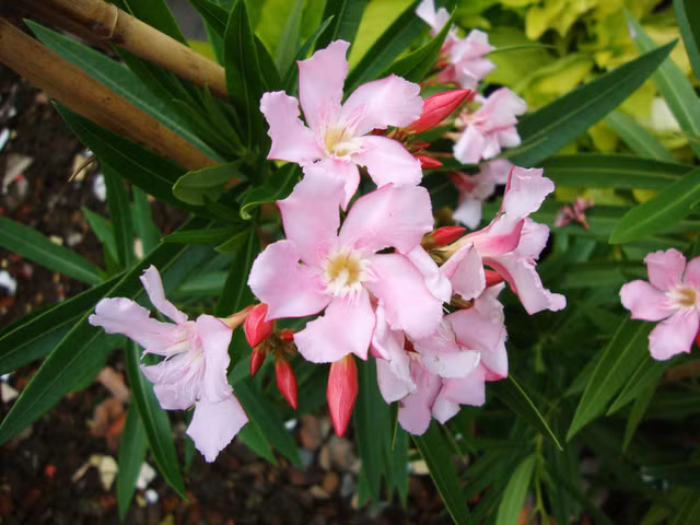 Neu khong muon chet som thi cho dai trong 4 loai hoa dep nay trong nha