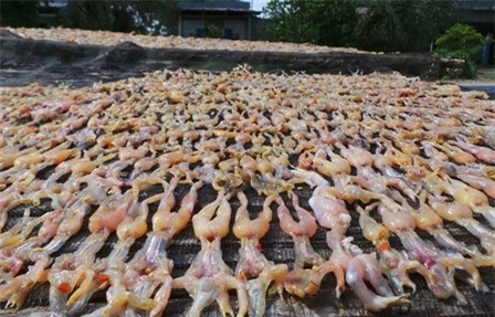 Thú vị các công đoạn làm món “vũ nữ chân dài” miền Tây - Hình 7 Thu vi cac cong doan lam mon “vu nu chan dai” mien Tay-Hinh-7