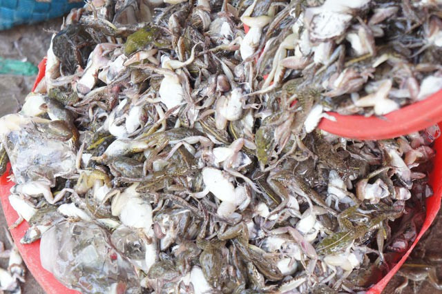 Thú vị các công đoạn làm món “vũ nữ chân dài” miền Tây - Hình 2 Thu vi cac cong doan lam mon “vu nu chan dai” mien Tay-Hinh-2