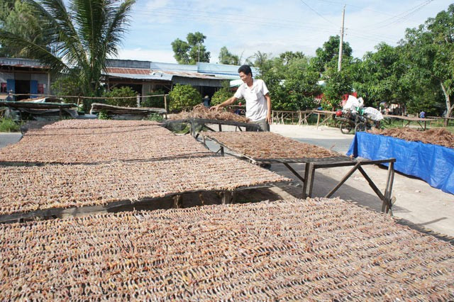 Thú vị các công đoạn làm món “vũ nữ chân dài” miền Tây - Hình 8 Thu vi cac cong doan lam mon “vu nu chan dai” mien Tay-Hinh-8