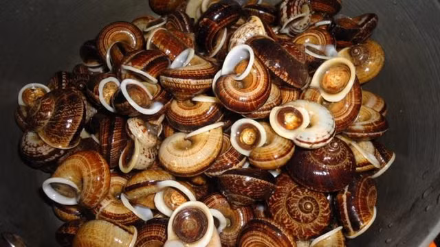 Den Ninh Binh khong the bo qua mon ngon tu oc nui da-Hinh-8