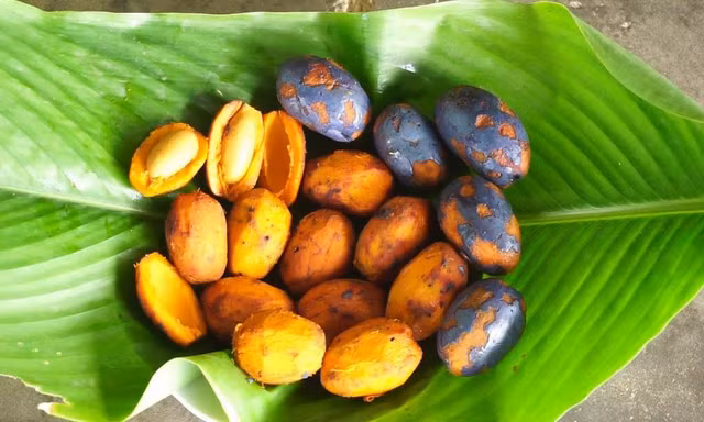 Bí quyết chế biến những món ngon từ quả cọ - Hình 10 Bi quyet che bien nhung mon ngon tu qua co-Hinh-10