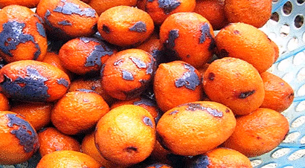 Bí quyết chế biến những món ngon từ quả cọ - Hình 4 Bi quyet che bien nhung mon ngon tu qua co-Hinh-4