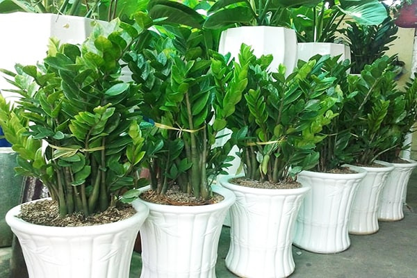 Ngộ độc cây kim tiền: Cảnh báo bố mẹ thận trọng với con nhỏ - Hình 2 Ngo doc cay kim tien: Canh bao bo me than trong voi con nho-Hinh-2