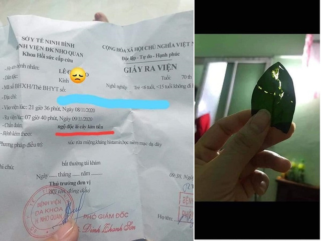 Ngộ độc cây kim tiền: Cảnh báo bố mẹ thận trọng với con nhỏ Ngo doc cay kim tien: Canh bao bo me than trong voi con nho