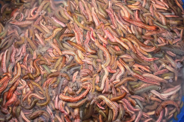 Ruoi dang vao mua, cach nao bao quan ruoi tuoi ngon duoc lau?-Hinh-2