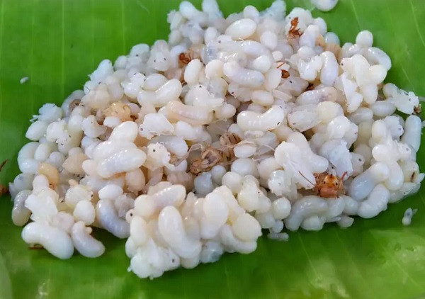 Những món ăn chứa độc tố nhưng lại trở thành đặc sản - Hình 6 Nhung mon an chua doc to nhung lai tro thanh dac san-Hinh-6