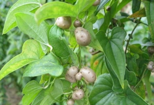 Loại củ “lạ” ăn nhiều bổ phổi, tăng cường sức khỏe Loai cu “la” an nhieu bo phoi, tang cuong suc khoe