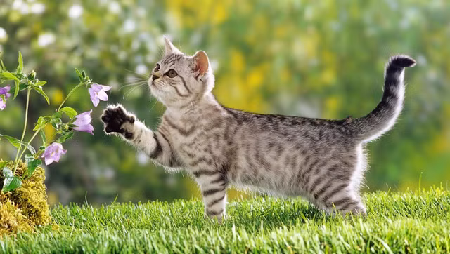 3 con giap cham dut vat va, doi van phu quy trong thang 10 am lich-Hinh-3