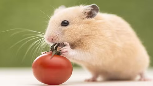 3 tuoi han nang tam tai, nguy co mat sach nha cua nam Giap Thin 2024-Hinh-4