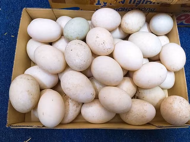 Loại trứng nào bổ dưỡng nhất? - Hình 5 Loai trung nao bo duong nhat?-Hinh-5