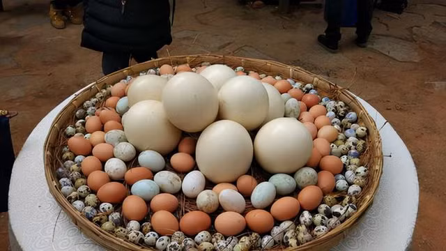 Loại trứng nào bổ dưỡng nhất? Loai trung nao bo duong nhat?