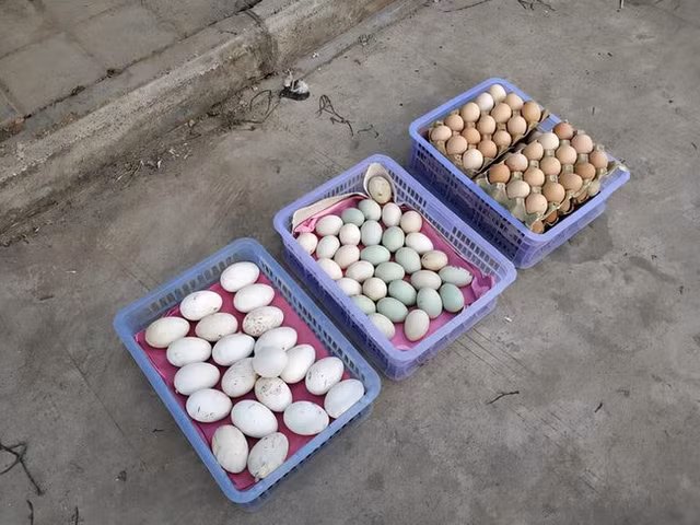 Loại trứng nào bổ dưỡng nhất? - Hình 2 Loai trung nao bo duong nhat?-Hinh-2