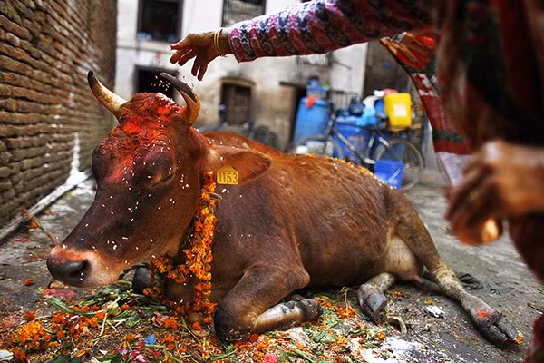 Nhung dong vat duoc con nguoi ton tho nhat the gioi-Hinh-2