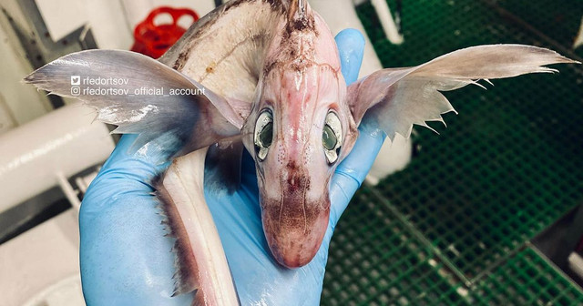 Biet gi ve loai “Ca quai vat” dang sot xinh xich tren Instagram?-Hinh-2