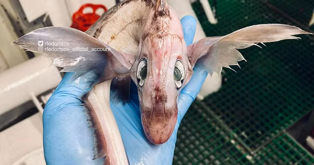 Biet gi ve loai “Ca quai vat” dang sot xinh xich tren Instagram?-Hinh-2