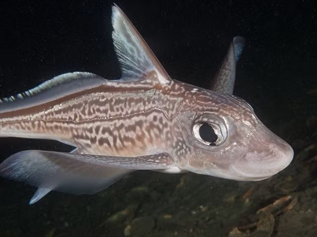 Biet gi ve loai “Ca quai vat” dang sot xinh xich tren Instagram?-Hinh-6