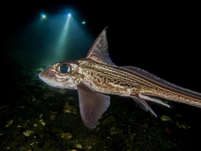 Biet gi ve loai “Ca quai vat” dang sot xinh xich tren Instagram?-Hinh-9