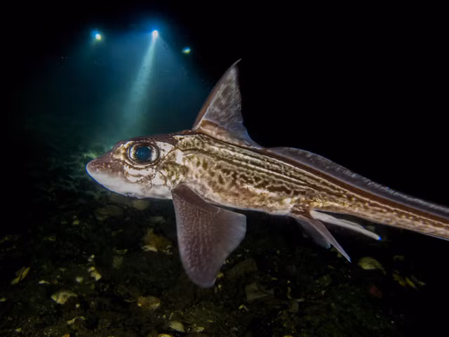 Biet gi ve loai “Ca quai vat” dang sot xinh xich tren Instagram?-Hinh-9