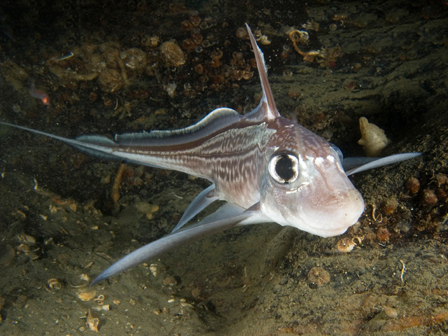 Biet gi ve loai “Ca quai vat” dang sot xinh xich tren Instagram?-Hinh-10