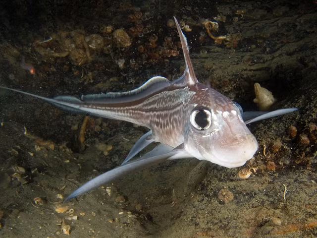 Biet gi ve loai “Ca quai vat” dang sot xinh xich tren Instagram?-Hinh-10