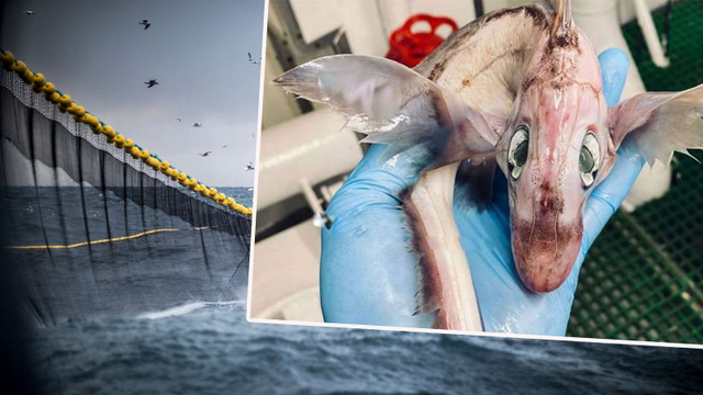 Biet gi ve loai “Ca quai vat” dang sot xinh xich tren Instagram?-Hinh-3