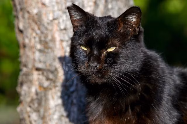 Nhat Ban va nhung dieu doc nhat vo nhi tren the gioi-Hinh-6