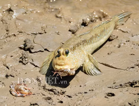 Kham pha mon ca ngon la co hinh dang ky di o Ca Mau-Hinh-2