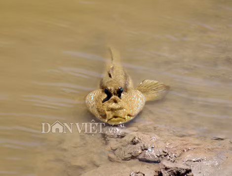 Kham pha mon ca ngon la co hinh dang ky di o Ca Mau