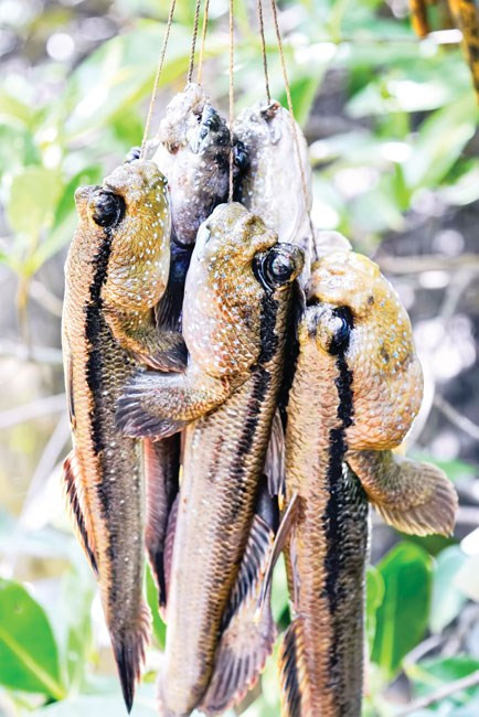 Khám phá món cá ngon lạ có hình dáng kỳ dị ở Cà Mau - Hình 4 Kham pha mon ca ngon la co hinh dang ky di o Ca Mau-Hinh-4
