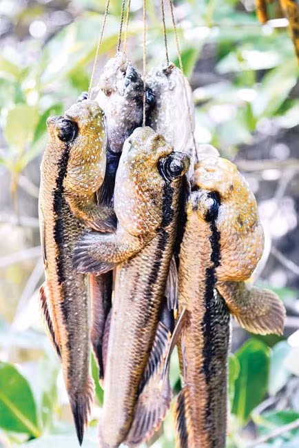 Kham pha mon ca ngon la co hinh dang ky di o Ca Mau-Hinh-4