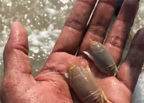 Đặc sản kỳ dị nhưng cực kỳ bổ dưỡng nổi tiếng ở Ấn Độ Dac san ky di nhung cuc ky bo duong noi tieng o An Do