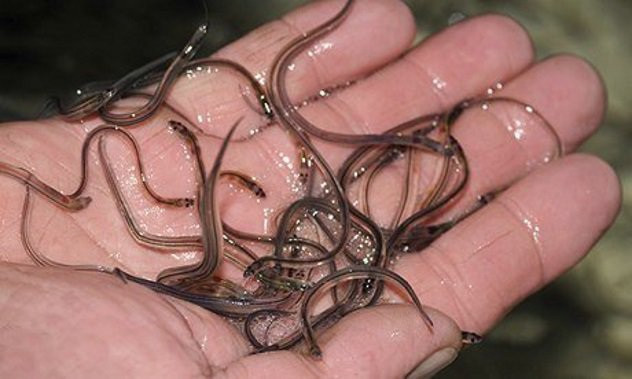 Những cách chăm sóc sắc đẹp kinh dị và nguy hiểm nổi tiếng thế giới Nhung cach cham soc sac dep kinh di va nguy hiem noi tieng the gioi