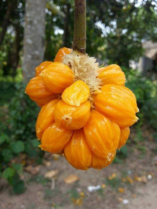 Phát thèm với chùm mít tố nữ thơm lừng ở Long Khánh - Hình 6 Phat them voi chum mit to nu thom lung o Long Khanh-Hinh-6