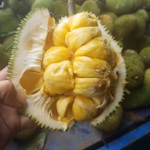 Phát thèm với chùm mít tố nữ thơm lừng ở Long Khánh - Hình 8 Phat them voi chum mit to nu thom lung o Long Khanh-Hinh-8