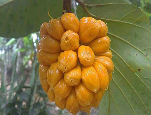 Phát thèm với chùm mít tố nữ thơm lừng ở Long Khánh - Hình 2 Phat them voi chum mit to nu thom lung o Long Khanh-Hinh-2