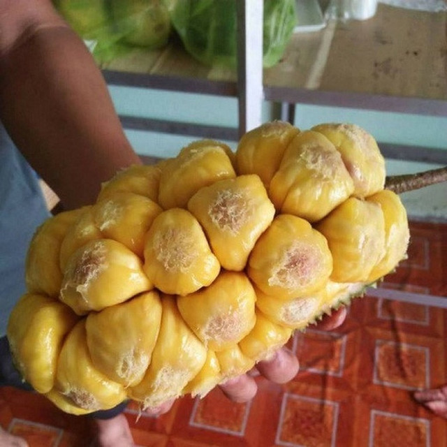 Phát thèm với chùm mít tố nữ thơm lừng ở Long Khánh Phat them voi chum mit to nu thom lung o Long Khanh