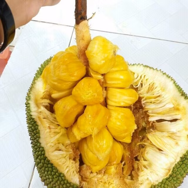 Phát thèm với chùm mít tố nữ thơm lừng ở Long Khánh - Hình 3 Phat them voi chum mit to nu thom lung o Long Khanh-Hinh-3