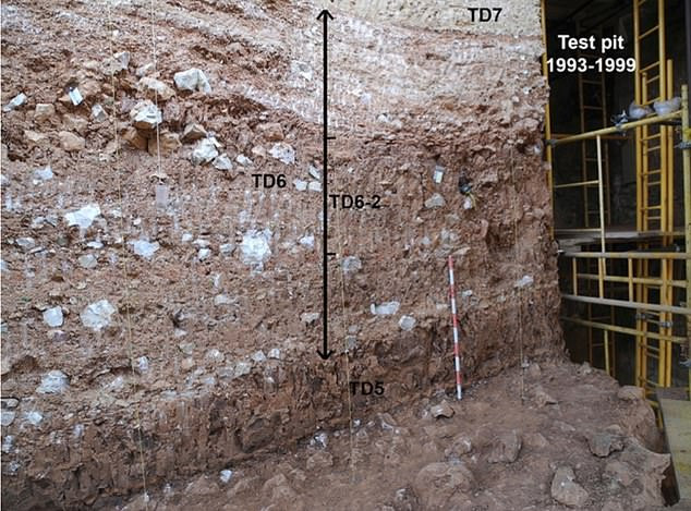 'Trả lại' đúng giới tính cho bộ hài cốt 800.000 tuổi - Hình 3 'Tra lai' dung gioi tinh cho bo hai cot 800.000 tuoi-Hinh-3