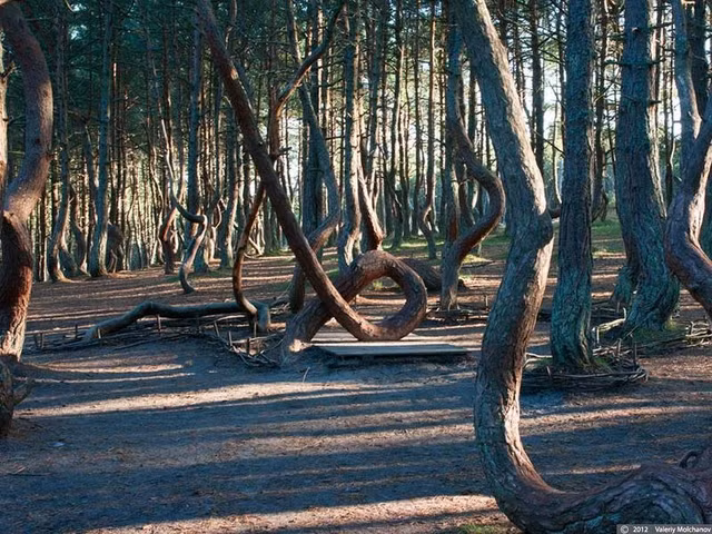 Bi an 2 khu rung ky quai co cay coi nhu “nhay mua“-Hinh-3