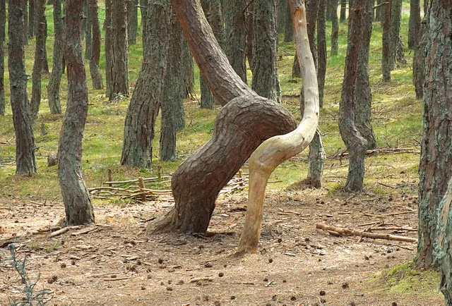 Bi an 2 khu rung ky quai co cay coi nhu “nhay mua“-Hinh-4