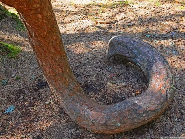 Bi an 2 khu rung ky quai co cay coi nhu “nhay mua“-Hinh-5