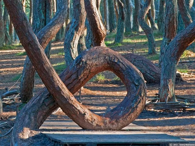 Bi an 2 khu rung ky quai co cay coi nhu “nhay mua“-Hinh-2